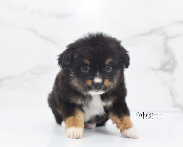 Mini / Toy Australian Shepherd Puppy Chug