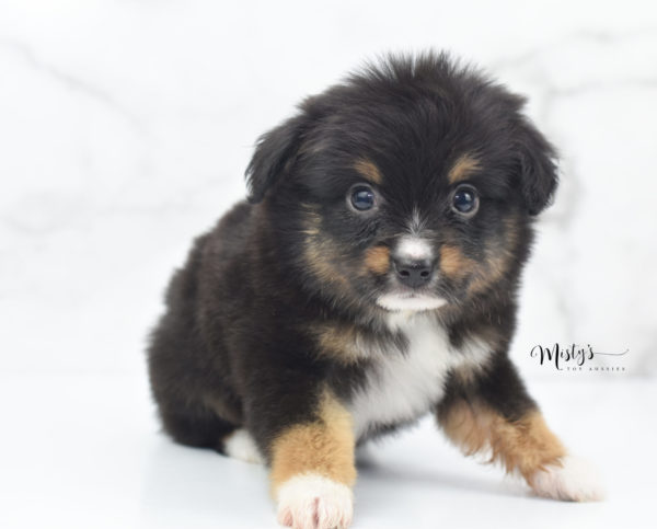 Mini / Toy Australian Shepherd Puppy Chug