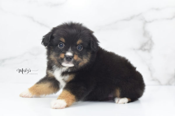 Mini / Toy Australian Shepherd Puppy Chug