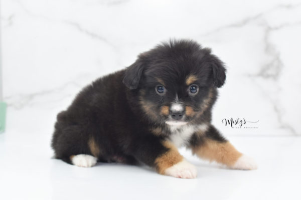 Mini / Toy Australian Shepherd Puppy Chug