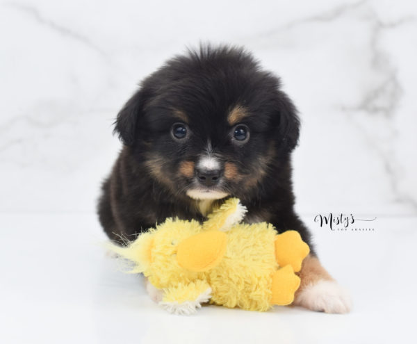 Mini / Toy Australian Shepherd Puppy Chug