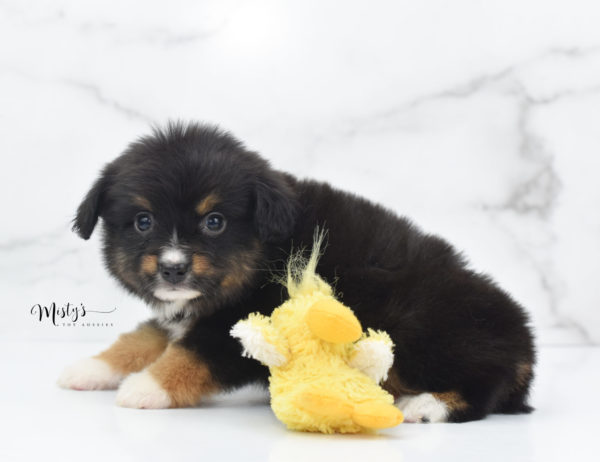 Mini / Toy Australian Shepherd Puppy Chug