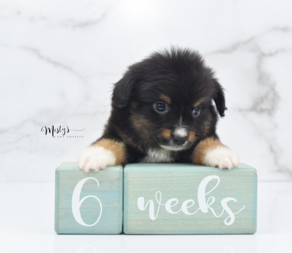 Mini / Toy Australian Shepherd Puppy Chug