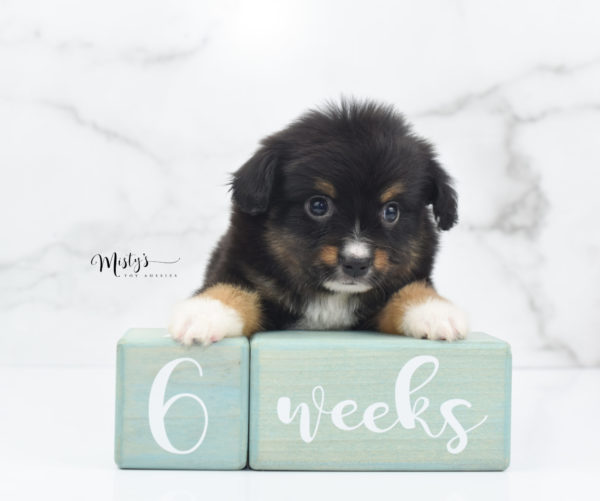 Mini / Toy Australian Shepherd Puppy Chug