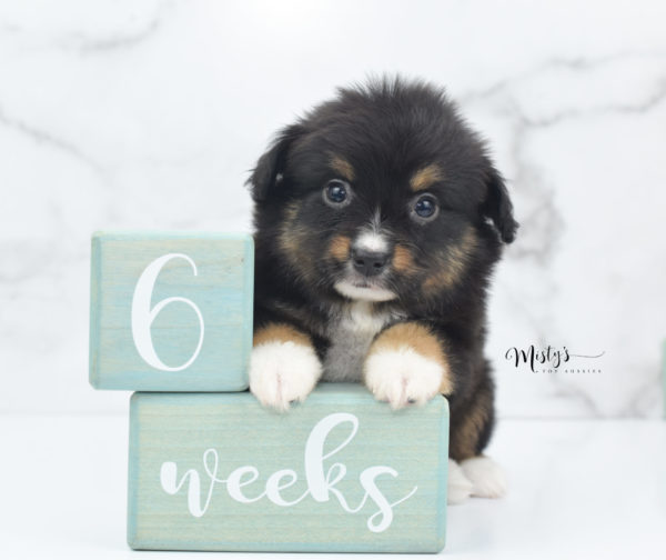 Mini / Toy Australian Shepherd Puppy Chug