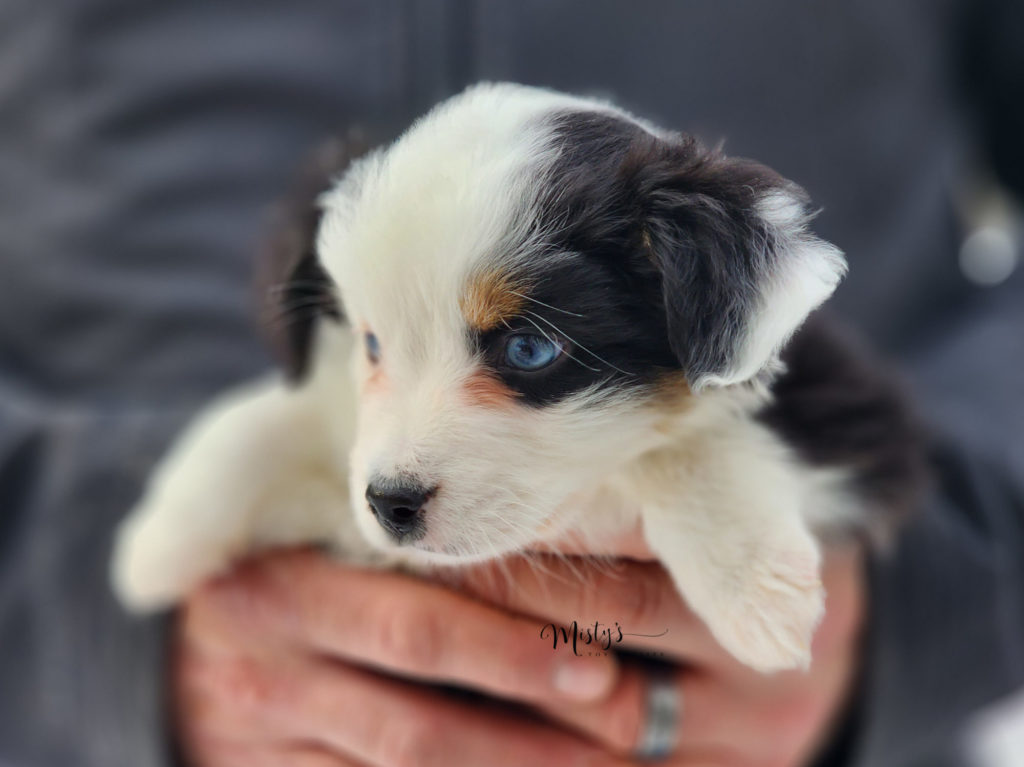 Mini / Toy Australian Shepherd Puppy Cosmo