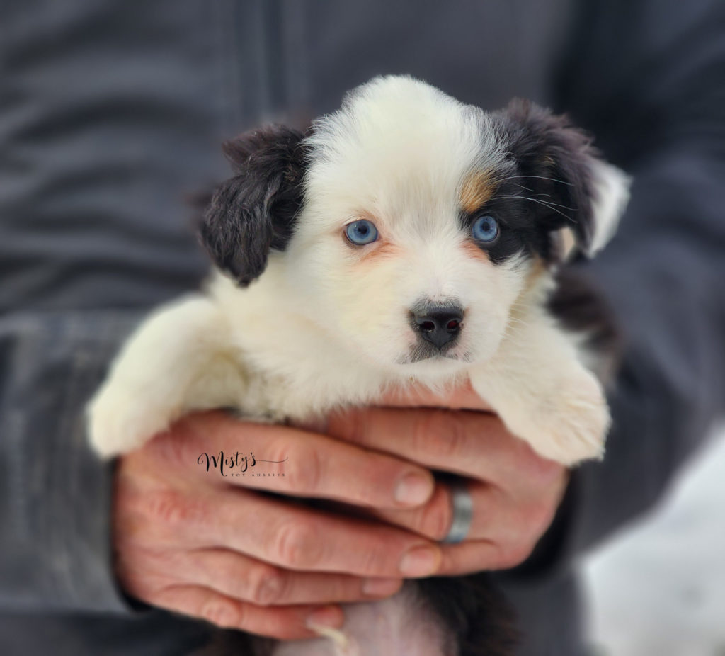 Mini / Toy Australian Shepherd Puppy Cosmo
