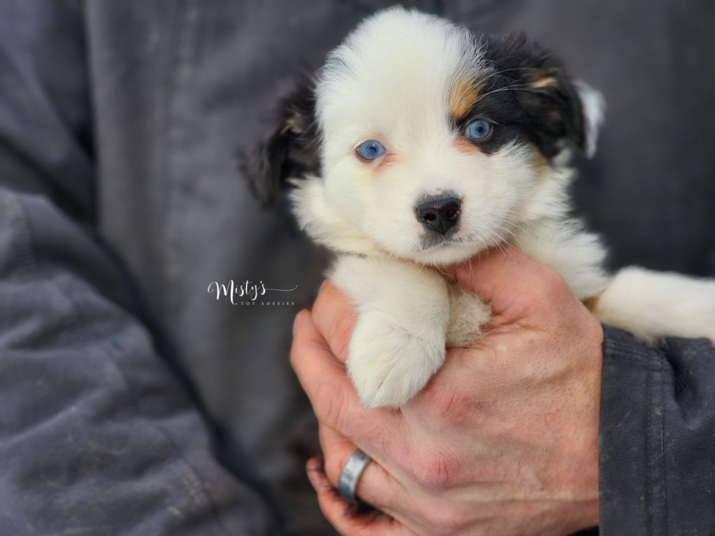 Mini / Toy Australian Shepherd Puppy Cosmo Mini / Toy Australian Shepherd Puppy Cosmo
