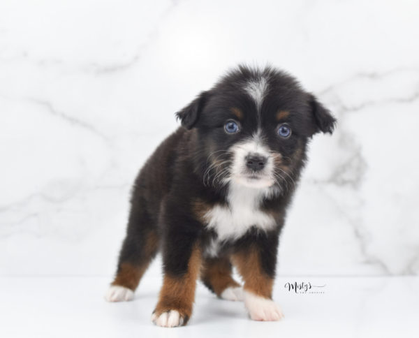 Mini / Toy Australian Shepherd Puppy Ocean