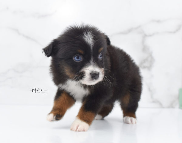 Mini / Toy Australian Shepherd Puppy Ocean