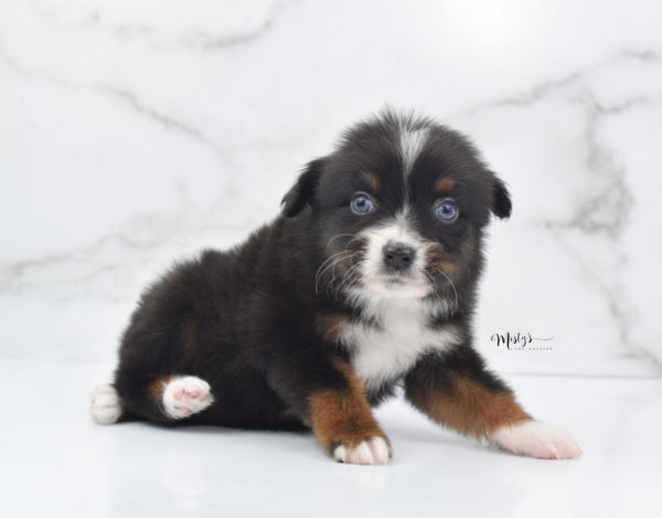 Mini / Toy Australian Shepherd Puppy Ocean