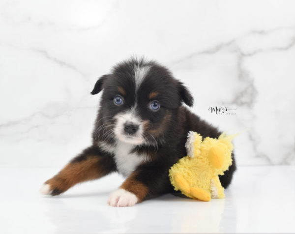 Mini / Toy Australian Shepherd Puppy Ocean