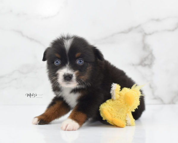 Mini / Toy Australian Shepherd Puppy Ocean