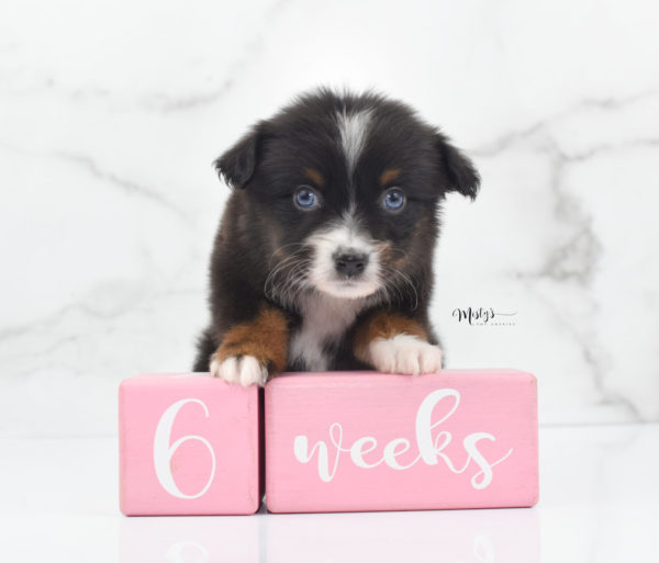 Mini / Toy Australian Shepherd Puppy Ocean