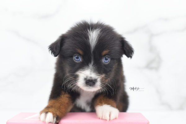 Mini / Toy Australian Shepherd Puppy Ocean