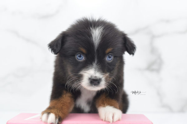 Mini / Toy Australian Shepherd Puppy Ocean