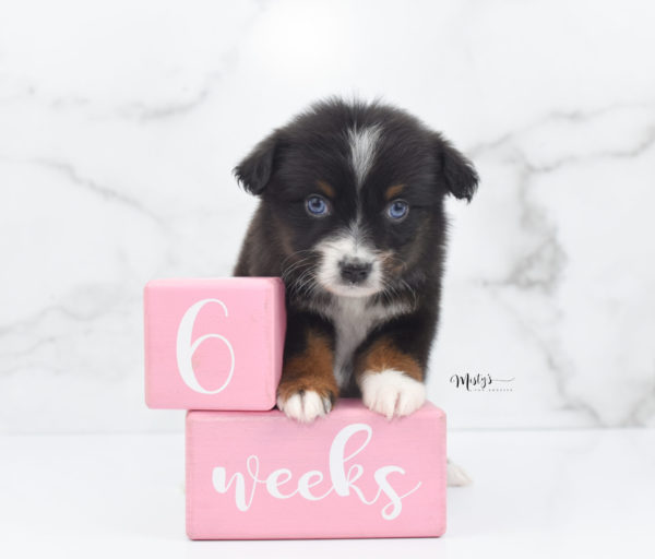 Mini / Toy Australian Shepherd Puppy Ocean