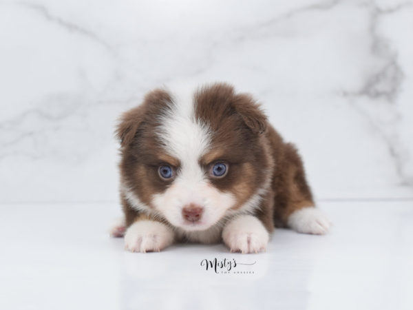 Mini / Toy Australian Shepherd Puppy Rosy