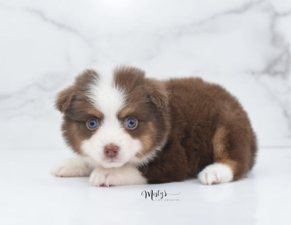 Mini / Toy Australian Shepherd Puppy Rosy