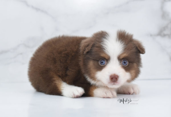 Mini / Toy Australian Shepherd Puppy Rosy