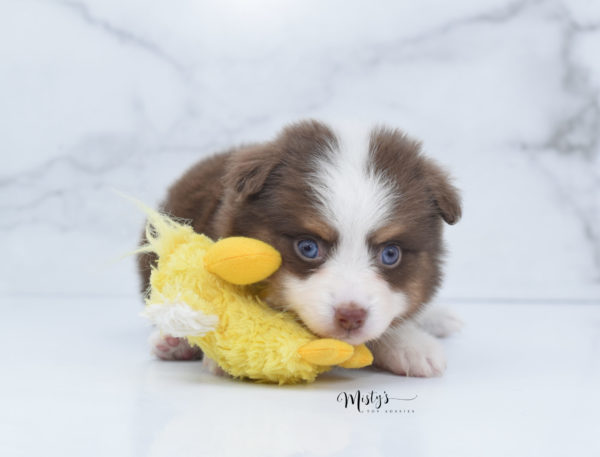 Mini / Toy Australian Shepherd Puppy Rosy