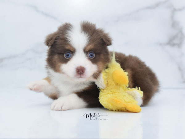 Mini / Toy Australian Shepherd Puppy Rosy