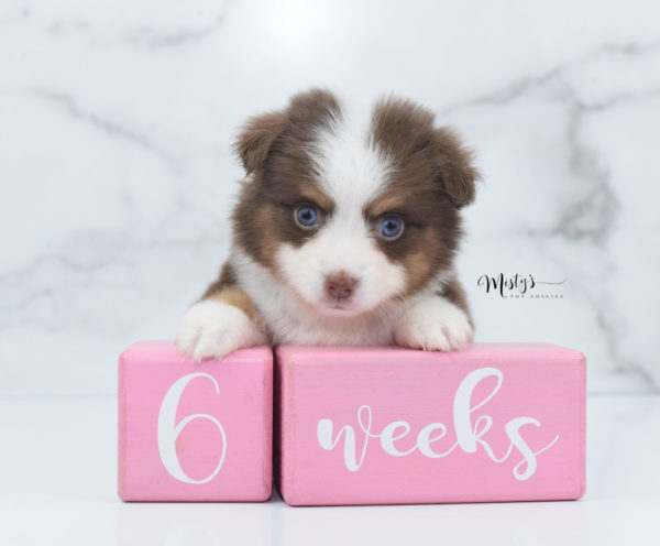 Mini / Toy Australian Shepherd Puppy Rosy