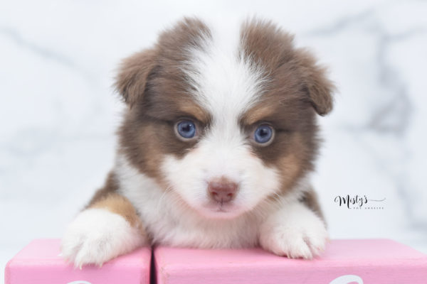 Mini / Toy Australian Shepherd Puppy Rosy