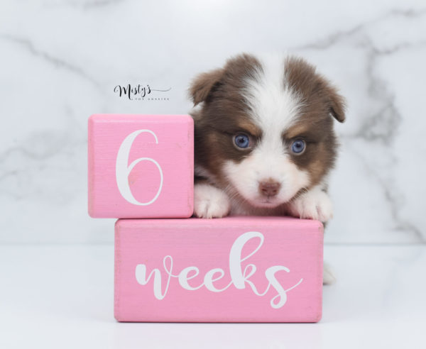 Mini / Toy Australian Shepherd Puppy Rosy