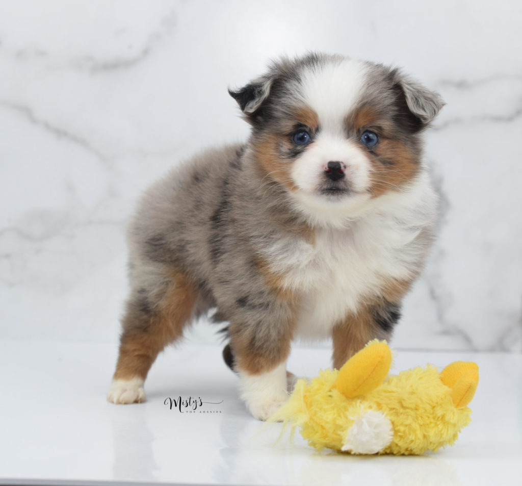 Mini / Toy Australian Shepherd Puppy Crackers