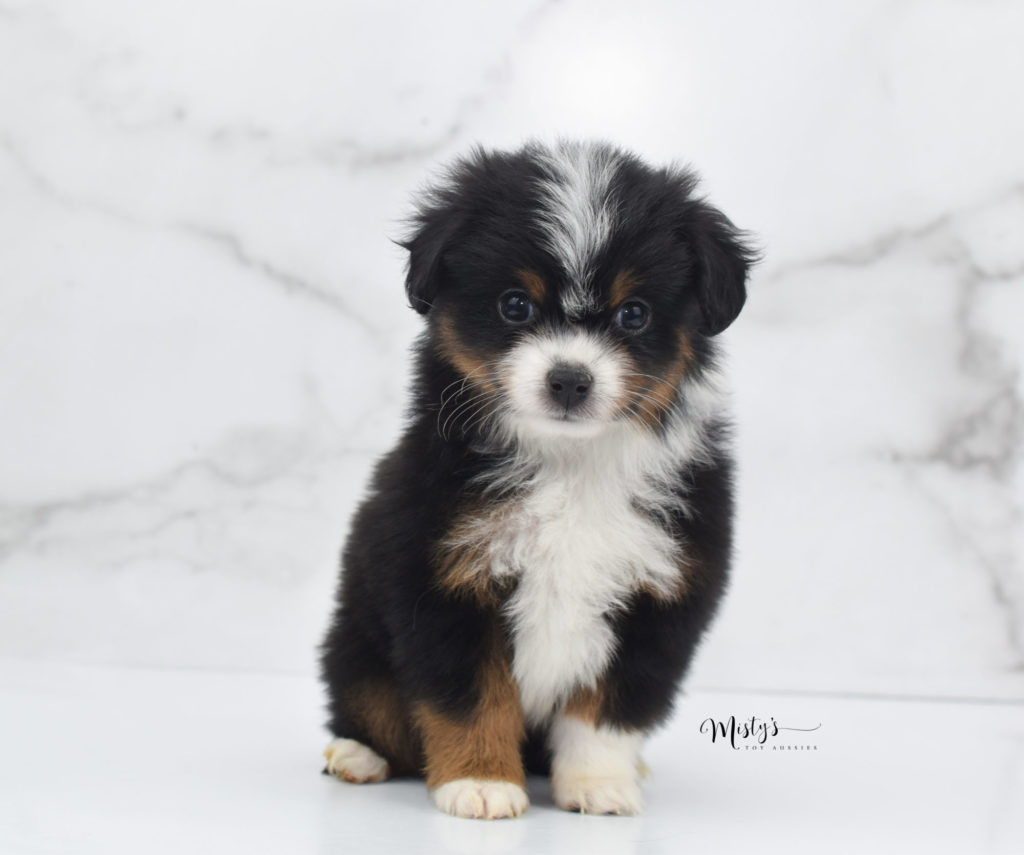 Mini / Toy Australian Shepherd Puppy Motor