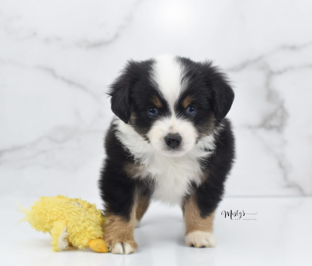 Mini / Toy Australian Shepherd Puppy Yomi