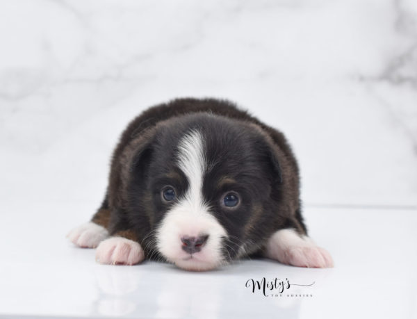 Mini / Toy Australian Shepherd Puppy Bandi