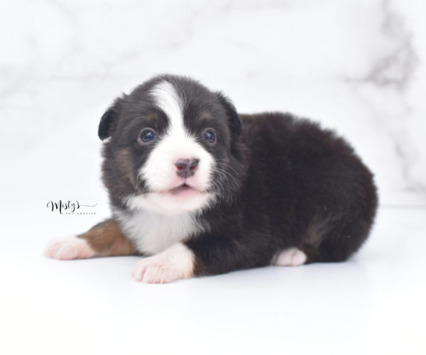 Mini / Toy Australian Shepherd Puppy Bandi