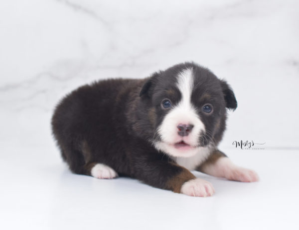 Mini / Toy Australian Shepherd Puppy Bandi