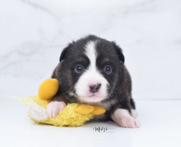 Mini / Toy Australian Shepherd Puppy Bandi