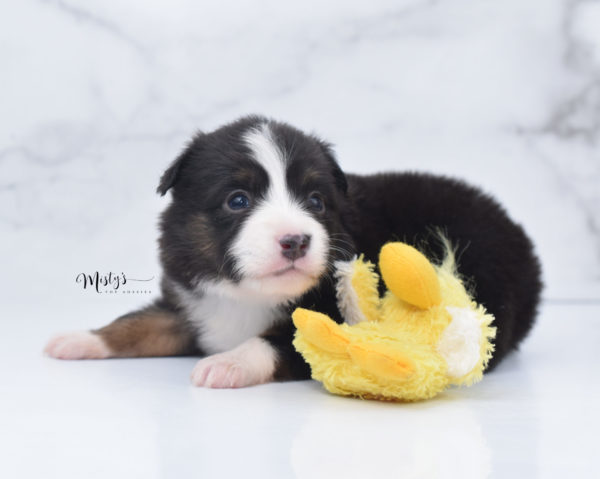 Mini / Toy Australian Shepherd Puppy Bandi