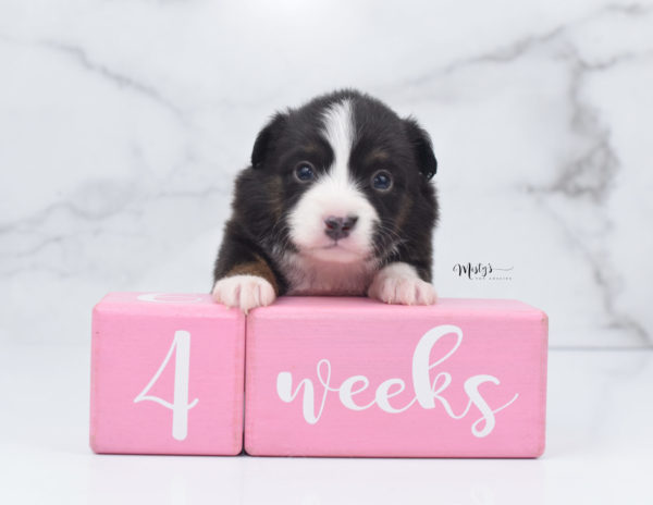 Mini / Toy Australian Shepherd Puppy Bandi