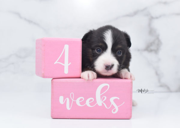 Mini / Toy Australian Shepherd Puppy Bandi