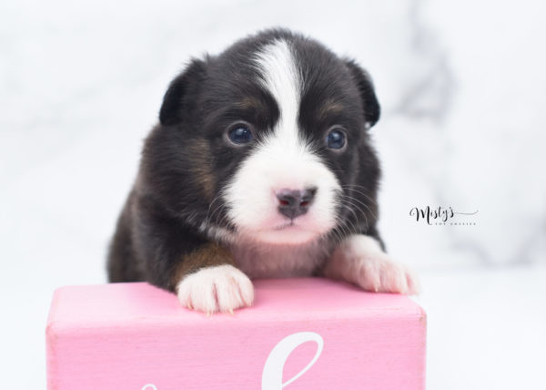 Mini / Toy Australian Shepherd Puppy Bandi