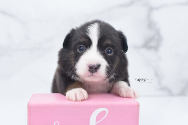 Mini / Toy Australian Shepherd Puppy Bandi