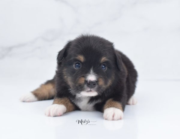 Mini / Toy Australian Shepherd Puppy Chug