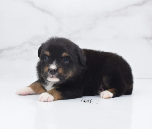 Mini / Toy Australian Shepherd Puppy Chug