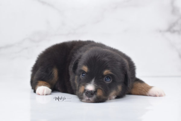 Mini / Toy Australian Shepherd Puppy Chug