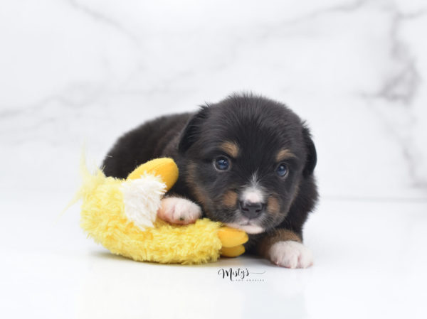 Mini / Toy Australian Shepherd Puppy Chug