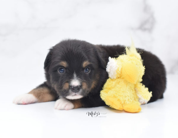 Mini / Toy Australian Shepherd Puppy Chug