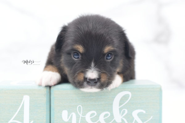 Mini / Toy Australian Shepherd Puppy Chug