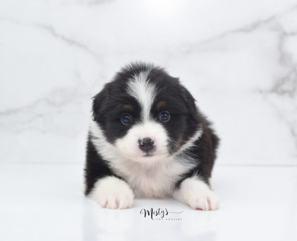 Mini / Toy Australian Shepherd Puppy Cola