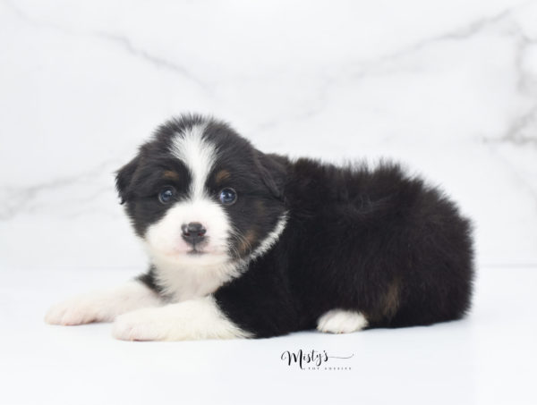 Mini / Toy Australian Shepherd Puppy Cola