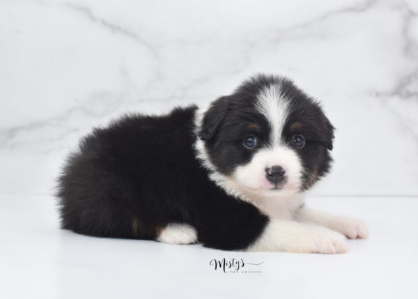 Mini / Toy Australian Shepherd Puppy Cola